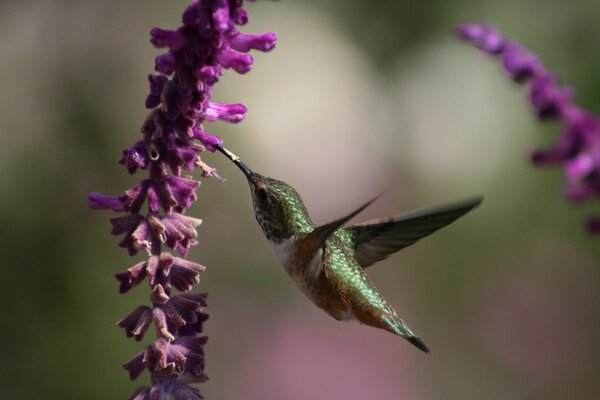 Le Colibri recueille le nectar. Colibris et fleurs