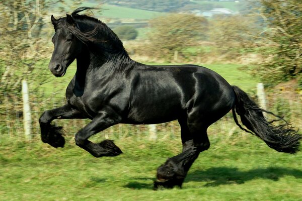 Ein schwarzes Pferd reitet golop auf einem grünen Feld