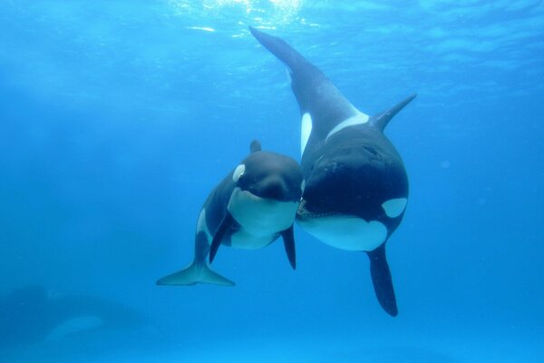 Killer whale with a baby in the ocean