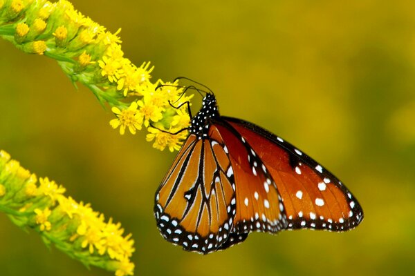 Mariposa en la rama de una flor amarilla