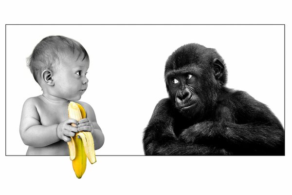 The child eats a banana. A gorilla looks at a child with a banana in his hands