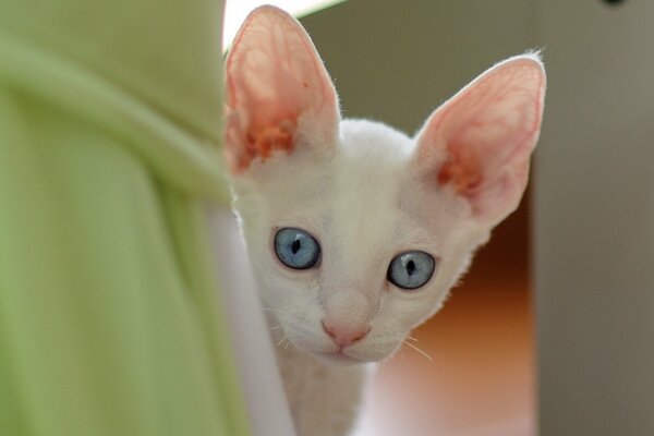 Weiße Katze mit großen blauen Augen