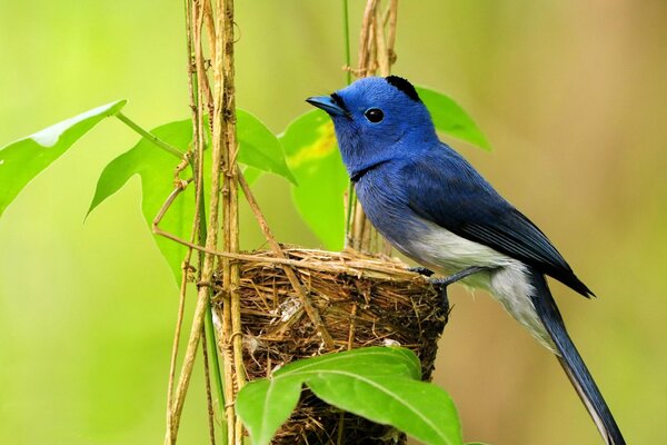 Маленькая синяя птица вьет гнездо