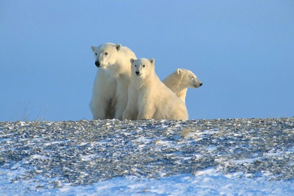 Arctique. Famille des ours polaires