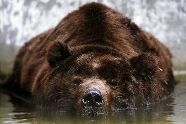 Braunbär, der auf der Wasseroberfläche liegt