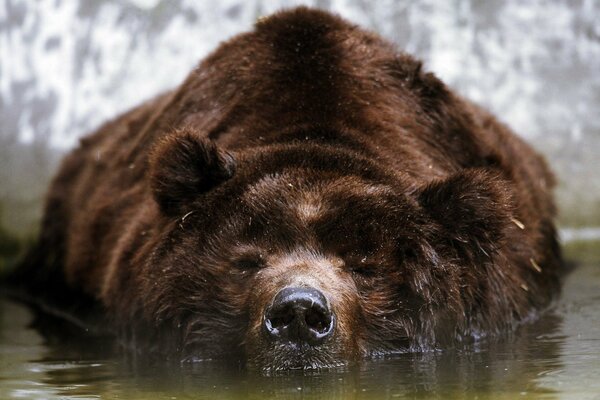 Niedźwiedź brunatny leżący na powierzchni wody