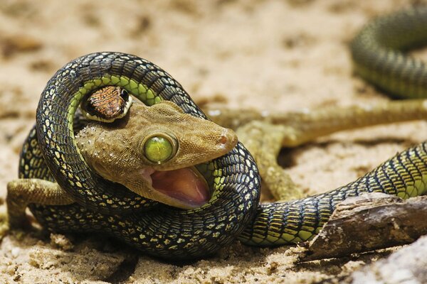 Pelea de lagarto con serpiente. Serpiente venenosa y lagarto