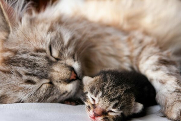 Animaux mignons, chaton et chat