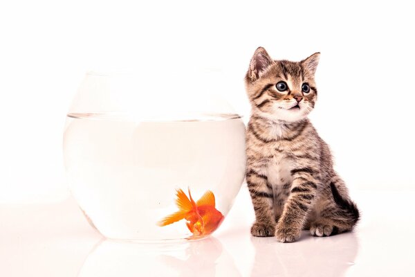 A kitten at the aquarium with a goldfish