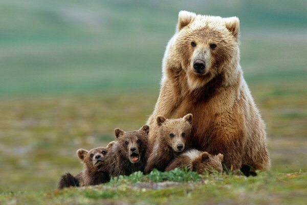 Eine Familie von Bären auf einer Lichtung. Bär und Bär