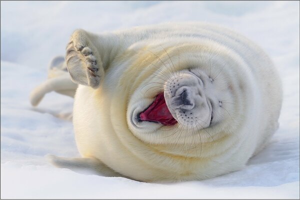 The cat is lying in the snow, very cheerful