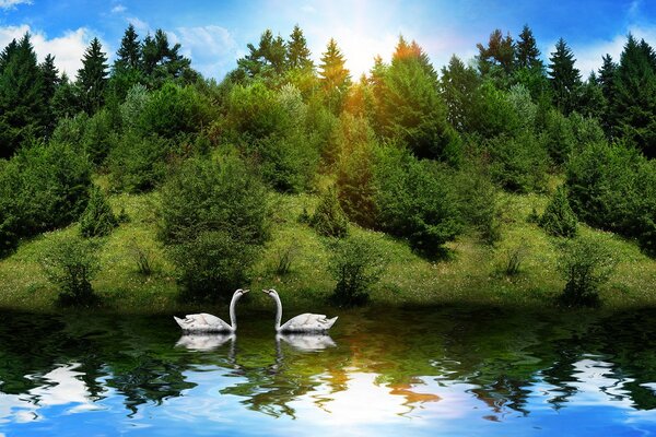 Отражение животных на реке в лесу