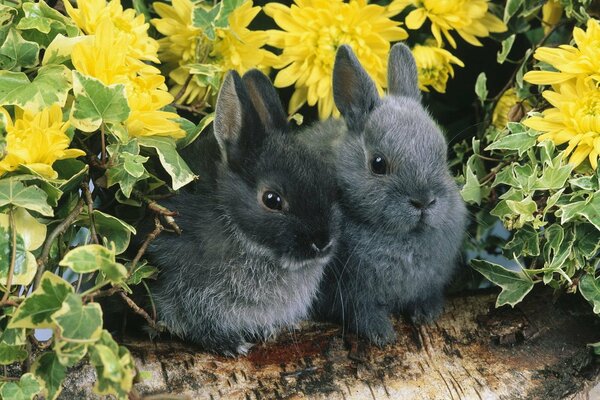 A pair of cute gray rabbits in flowers