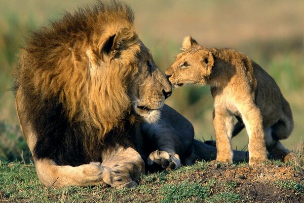 Ojciec lwa i syn lwa dotykają nosów, wymieniając znaki uwagi