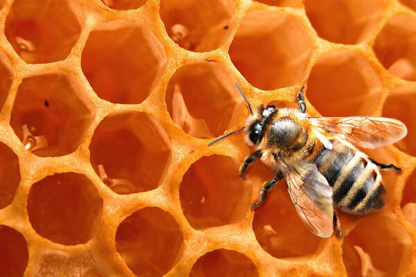 A bee is sitting on the background of a honeycomb