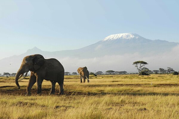 Elefanten in Afrika im Hintergrund der Berge