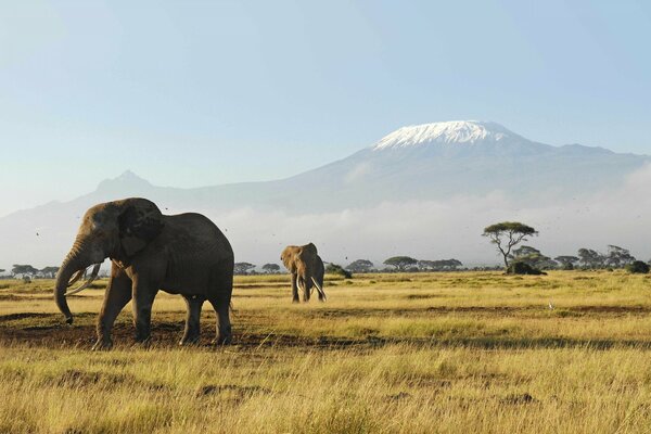 Elephants in Africa on the background of mountains