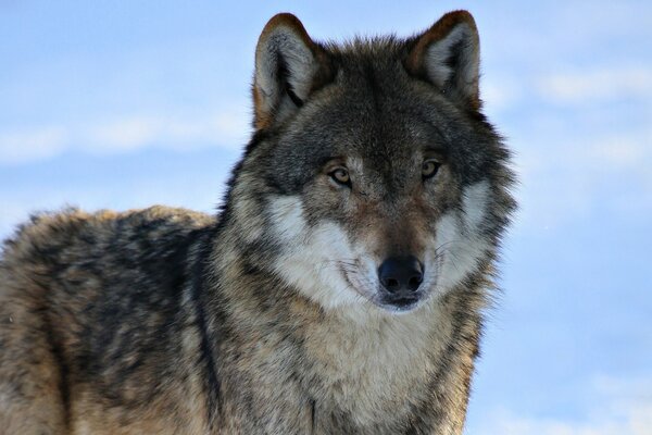 Ein Wolf mit einem durchdringenden Blick auf den Schnee