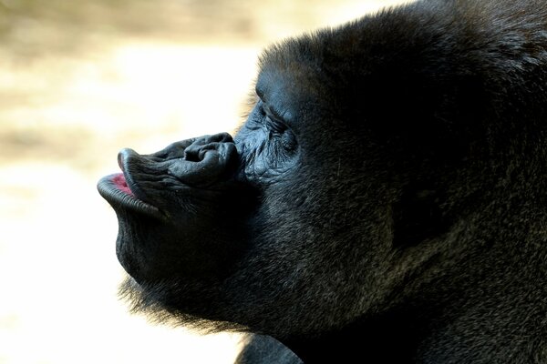 Gorilla blows a kiss