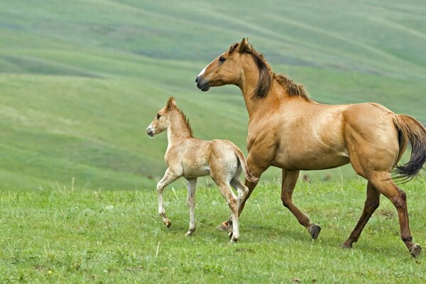 Źrebak i koń biegają po trawie patrząc w przyszłość