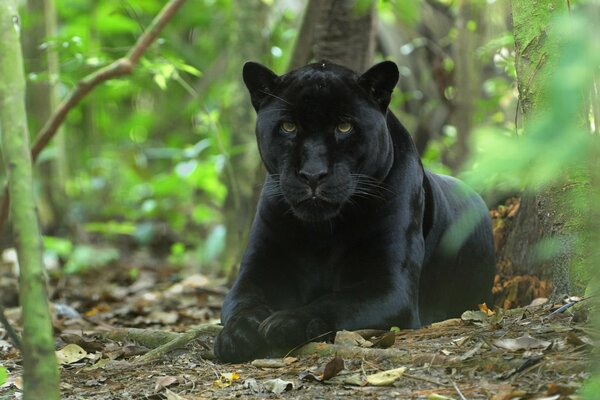 Czarna pantera w lesie odpoczywa