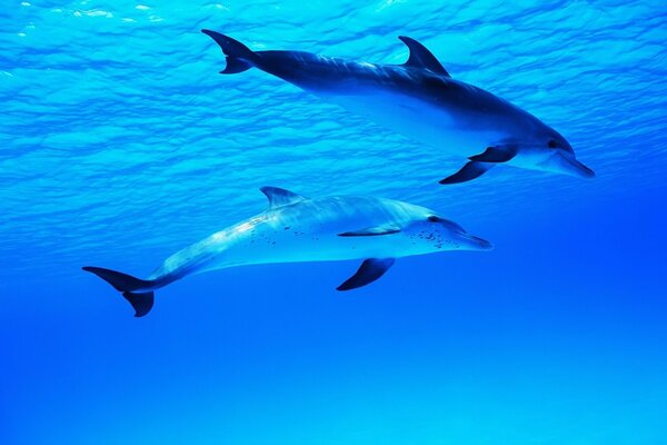 Dauphins sur fond de monde sous-marin de l océan