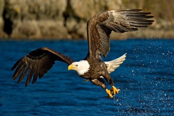 El vuelo del águila contra el agua