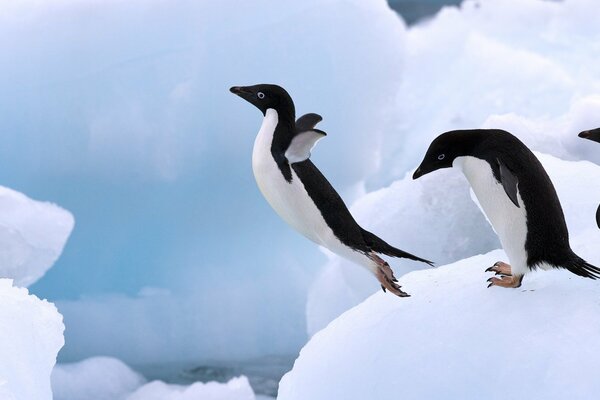 Pinguini volanti su uno sfondo di neve