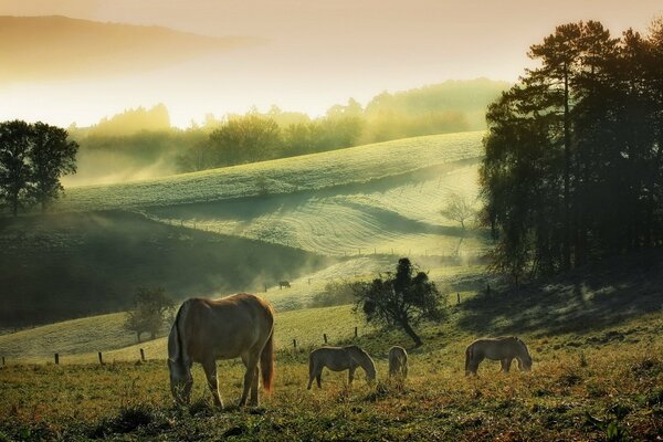 Konie na łące z mgłą