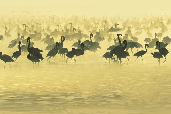 Al sur de África. Flamencos en el abrevadero