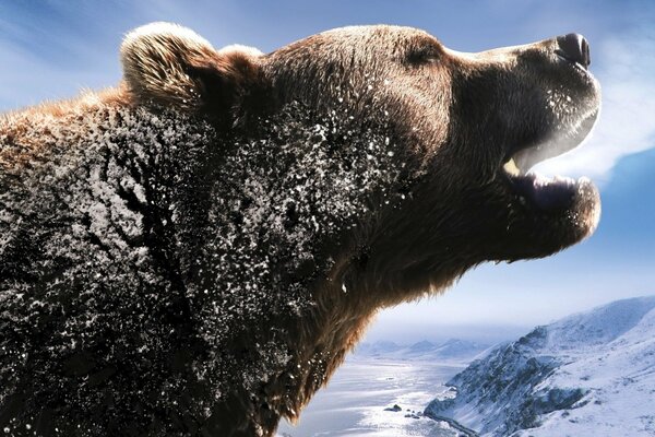 Il ruggito di un orso sullo sfondo di un fiume innevato