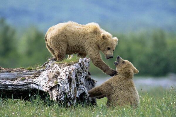 Un oso en un cáñamo de madera juega con otro oso