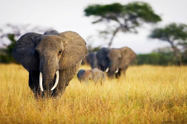 Dans la nature, les éléphants vivent dans la savane