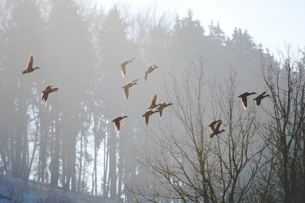 Vögel fliegen am nebligen Morgen weg