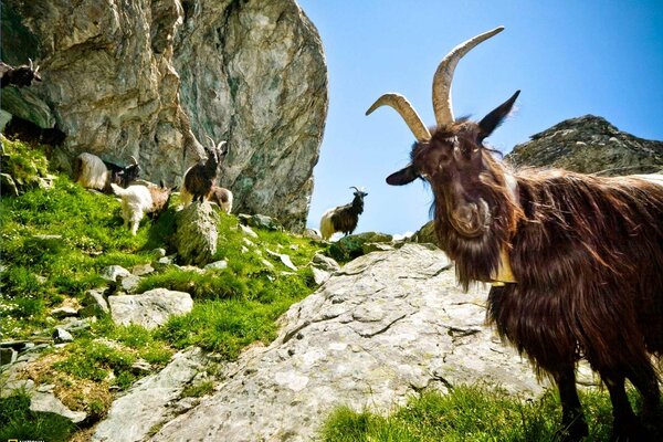 Bergziegen auf felsigen Pfaden inmitten des Grüns