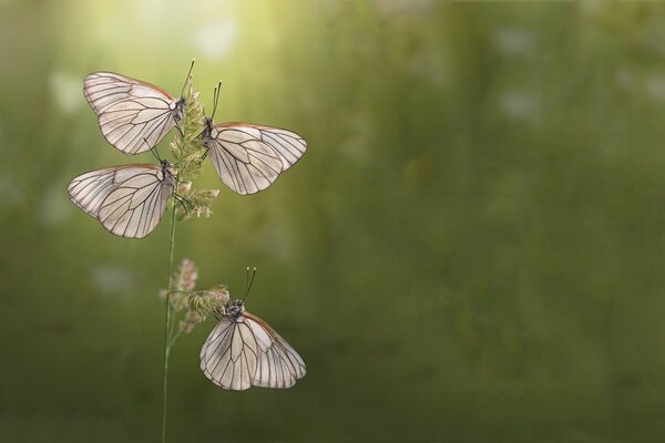 Verano. Cuatro mariposas en una flor