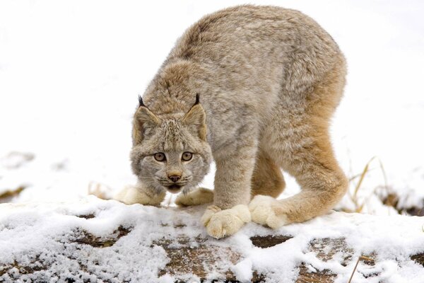 Luchs auf einer schneebedeckten Lichtung