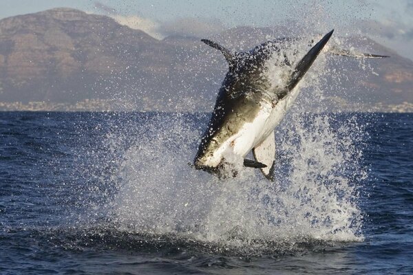 Photo a sculptor in the sea. Shark jumps out of the water in the ocean
