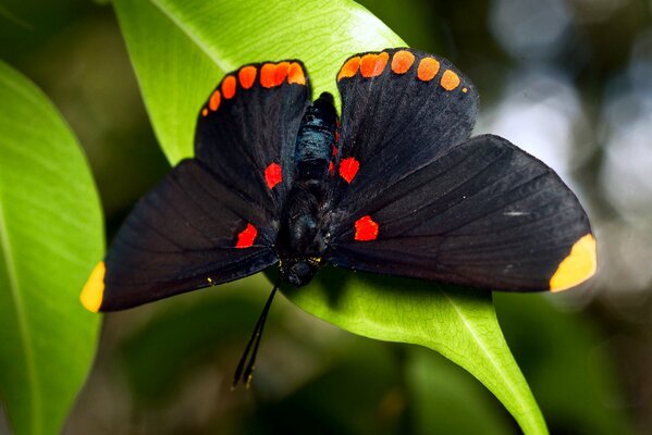 Großer Schmetterling unter Laub