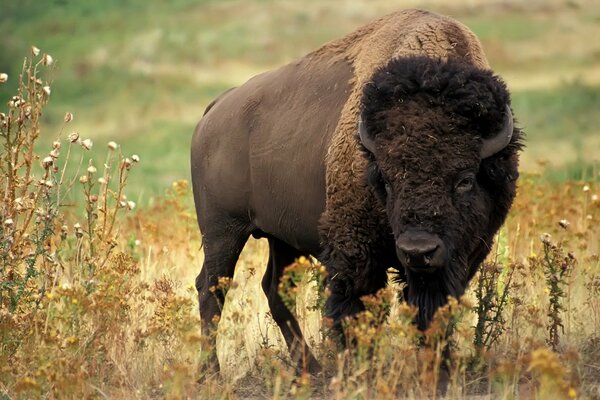 A buffalo in a field among yellow grass