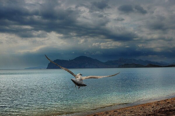 Seagull on the Black sea beach