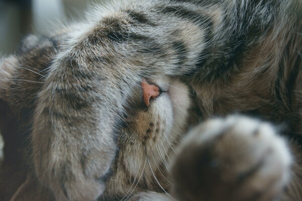 Die Katze hat die Schnauze mit dem Fuß geschlossen und schaut nicht hin