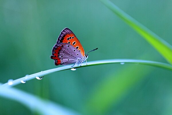 Macro mariposa en la hierba con rocío