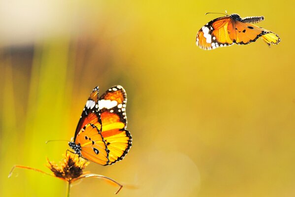 Deux beaux papillons sur fond