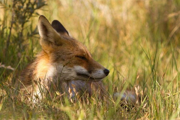 Довольная лиса лежит в траве