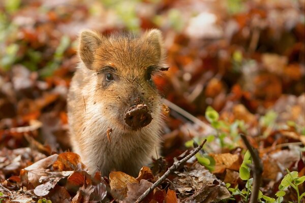 A small boar in autumn leaves