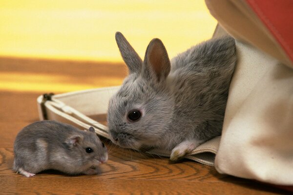 Ein graues Kaninchen neben einem grauen Hamster