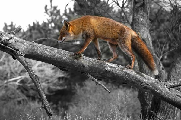 A fox s walk on a tree