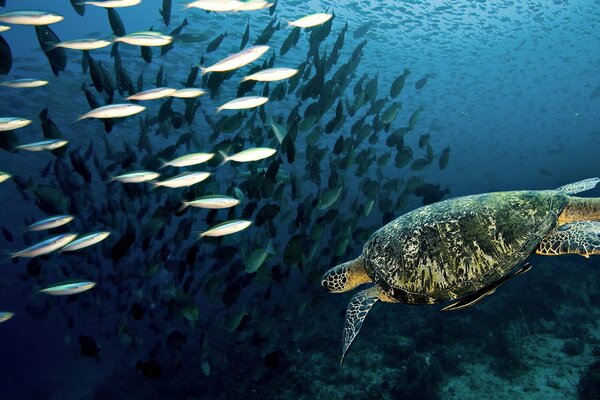 Schildkröte auf dem Weg zu einem Fischschwarm