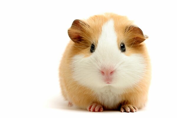 Red, fluffy guinea pig